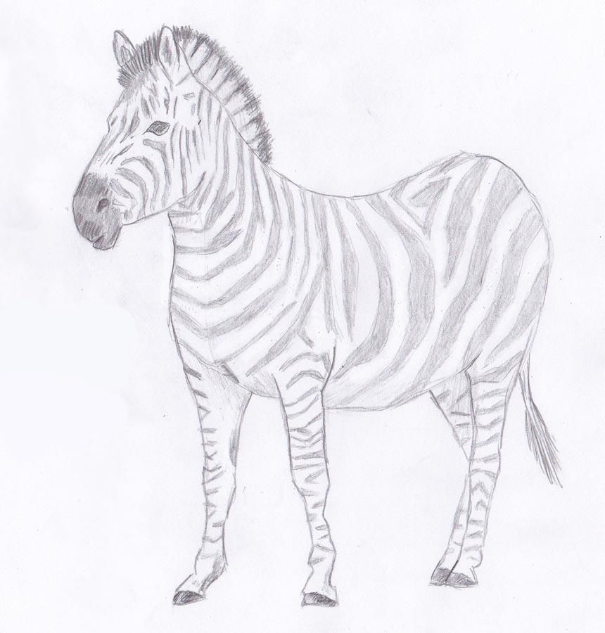 How To Draw A Zebra