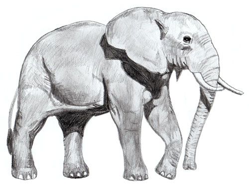 How To Draw An Elephant