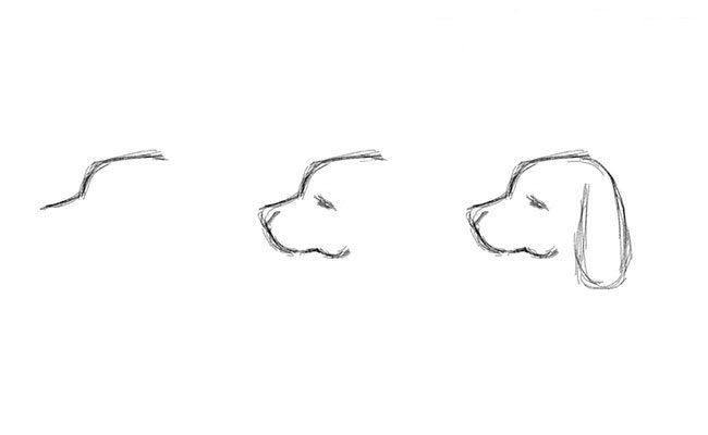 How To Draw A Dog