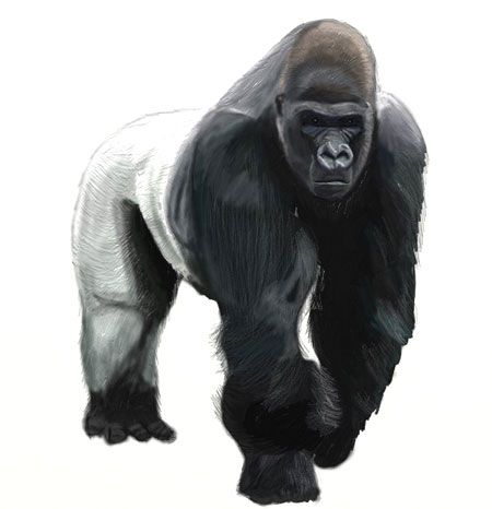 How To Draw A Gorilla