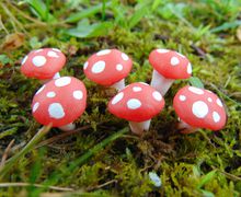 Red Fairy Garden Mushrooms