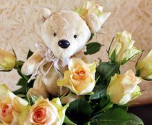 The Bear