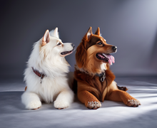 How to make a gift for For Pets