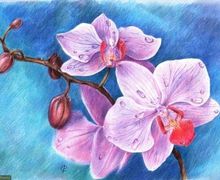 How To Draw An Orchid