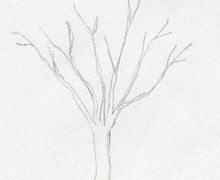 How To Draw A Tree