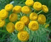 How To Make Natural Shampoo