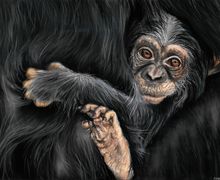 Monkey puzzle | Original wildlife painting in soft pastels