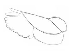 How To Draw Bird Wings