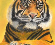 Tiger | Wildlife painting in soft pastels