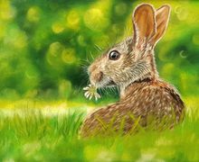 Sweet Clover | Original wildlife painting