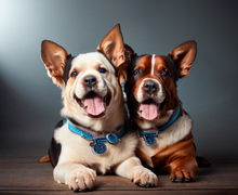 How to make a gift for veterinarian