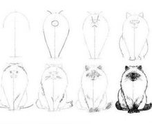 How To Draw Cats