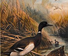 Antique 1892 Brehm Wild Duck Wildente Print Brehm's Tierleben Chromolithograph