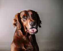 How to make a gift for dog