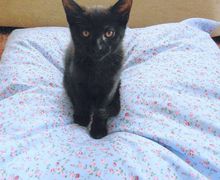 Handmade bespoke Pet beds. Medium sized.