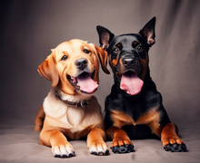 How to make a gift for dog lovers