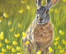 Hare & Buttercups | Wildelife painting in soft pastels