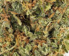 Lemon Haze Cans (AAAA) | Hush Cannabis Club