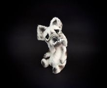 Chomper the little English Bulldog