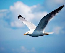 How To Draw A Seagull