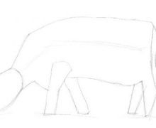 How To Draw A Cow