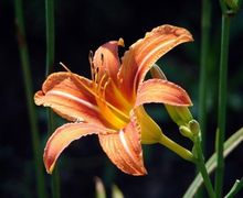 How To Draw A Flower