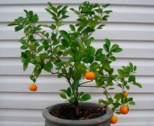 How to grow ORANGE TREE just from seed!