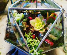 Clear Bevel triangle sphere with succulents