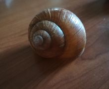 Natural Snail House Decoration, set 5 pcs