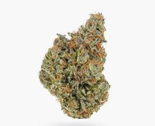 Tropicana OG (AAAA) Weed Wholesale | Hush Cannabis Club