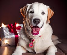 How to make a gift for dog