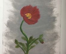 Poppy