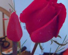 A gorgerous molded rose