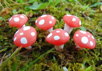 Red Fairy Garden Mushrooms