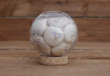 Globe Of Pickled People