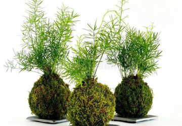 Kokedama ~ Japanese Hanging Garden