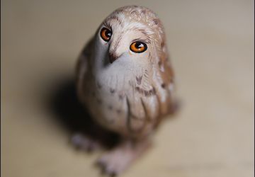 Sad owl