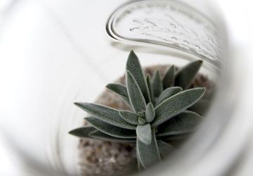 How to make a terrarium?