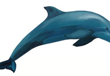 How To Draw A Dolphin