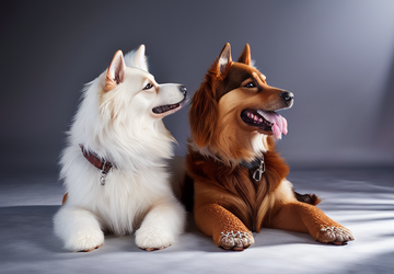 How to make a gift for For Pets