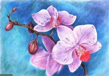 How To Draw An Orchid