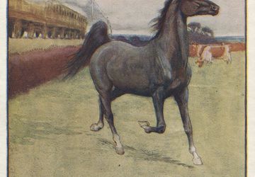 Cecil Aldin Vintage Antique Art Print-Color-Black Beauty-Horses-1930-First Train