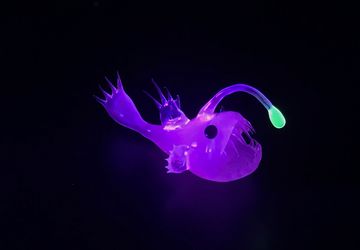 Anglerfish made with UV Reactive Illuminati Borosilicate Glass - Sculpture by Rafael Glass
