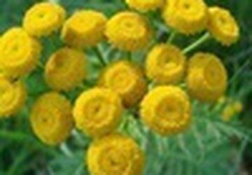 How To Make Natural Shampoo