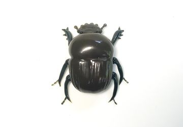 Glass Sculptures by Rafael Glass