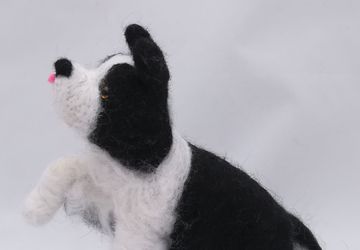 Bill,Border Collie puppy