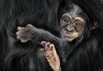 Monkey puzzle | Original wildlife painting in soft pastels
