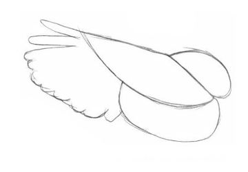How To Draw Bird Wings
