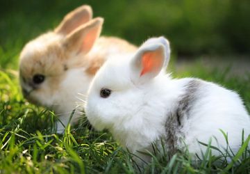 How to draw a bunny