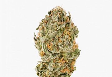 Pink Kush (AA) | Hush Cannabis Club